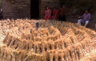 खलिहान में परम्परागत रूप से बैलों द्वारा गेंहू की थ्रेशिंग से पहले धूप में सूखाने का ढंग